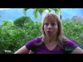 Impact of Cooler Groundwater on Coral Reefs