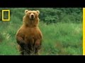 Kodiak Brown Bears and Their Diet