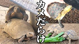 広大な庭で大量のリクガメを屋外飼育する爬虫類ブリーダーの自宅に行ってみた
