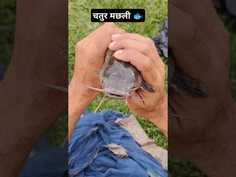 चतुर मछली 🐟😎💪🏻 #shortsfeed #emotional #motivation #youtubeshorts #trendingshorts #viralvideo