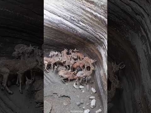 इस गड्ढे में से भेड़ों का किया रेस्क्यू।