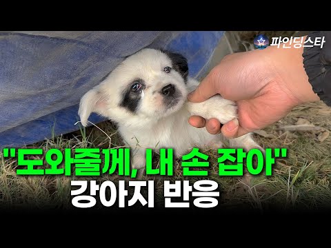 혼자 둘 수 없어 손 내밀자… 그 순간 잊지 못할 강아지 눈빛