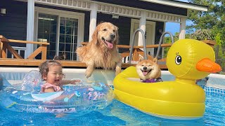 初めてのプールに大興奮する1歳児と豪快なダイブを見せつけてくるゴールデンレトリバー