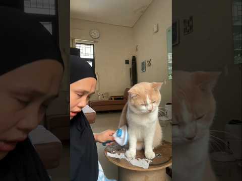 Sisir sisir🤏 #catlover #cat #kucing #cicichania #pororo #pororoandthegank #kucinglucu #cutecat