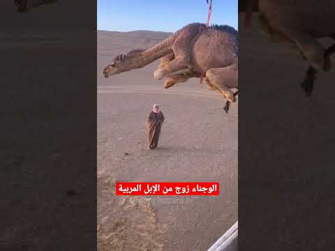 المنظر الرائع لتفريغ إبل سلالة الوجناء | #shorts #camel #viral