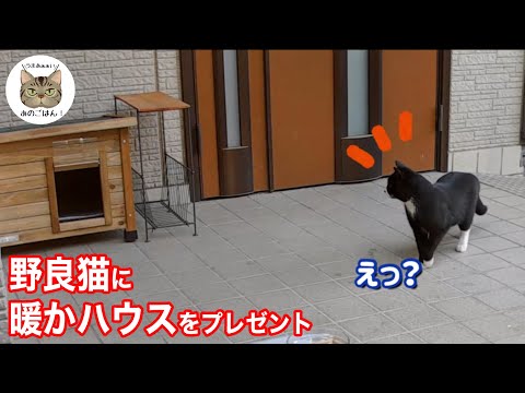 寒さで凍える野良猫に立派なおうちを用意したら…