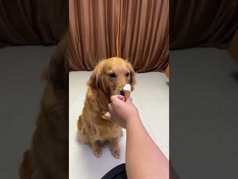 【翠花的故事】狗不服!都是狗子,怎麼區別對待?😡😡😡#狗 #金毛 #搞笑萌寵 #搞笑 #shorts