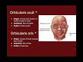 Muscle Functions and Actions