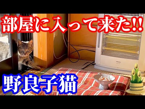 ストーブと座布団とおやつを用意したら野良子猫が可愛すぎるお礼を！