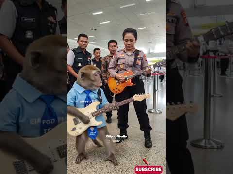 Viral Monyet Main Gitar ft Polwan Keren #empudstudio #empudstudiogrup #shorts