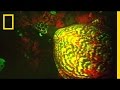 Biofluorescent Turtles and Marine Encounters