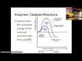 Enzyme Activity and Applications