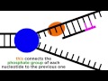 Exploring DNA Replication Mechanisms