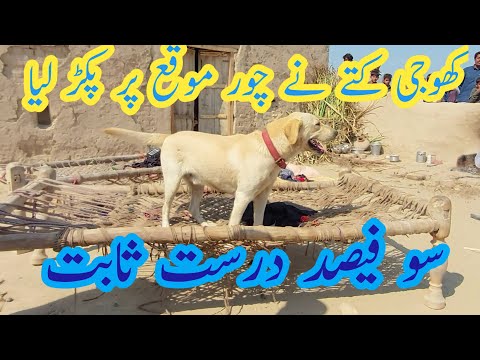 Khogi kutta||کھوجی کتے سچ یاجھوٹے