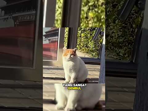Kucing Jalanan yang Sangat Gembul🐱😊