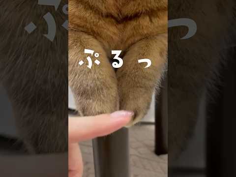 【猫動画】1日に10回は観たくなる動画 #shorts