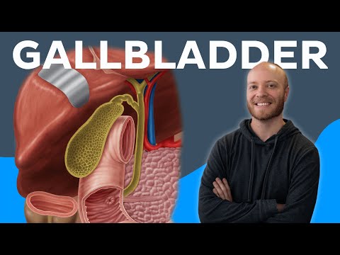 Gallbladder: Definition, function & location - Human Anatomy | Kenhub