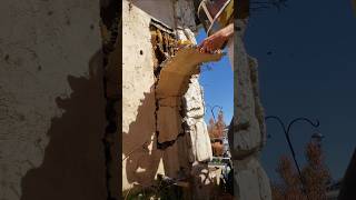 We peeled this wall open to reveal this HUGE hive