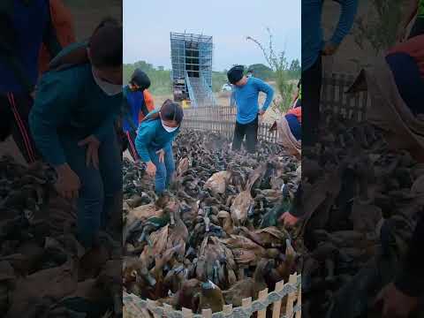 วิธีขึ้นเป็ดฝูงละล้าน | เอิร์ธสดชื่น สร้างอาชีพ ชัยนาท