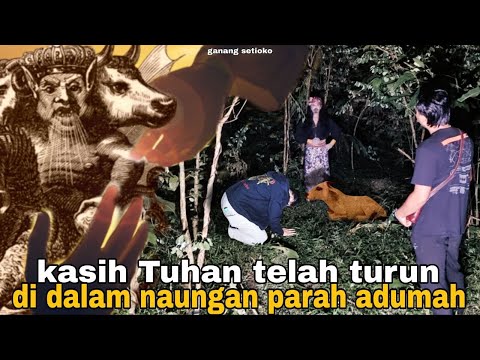 SEKTE SESAT  SAPI MERAH PARAH ADUMAH