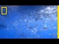 Jellyfish: Nature's Marvels