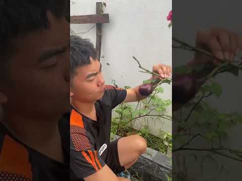 Ăn Hồng Mà Xuýt Chế.t Đuối | Thái Chuối #shorts