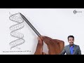 DNA and RNA Concepts Assessment