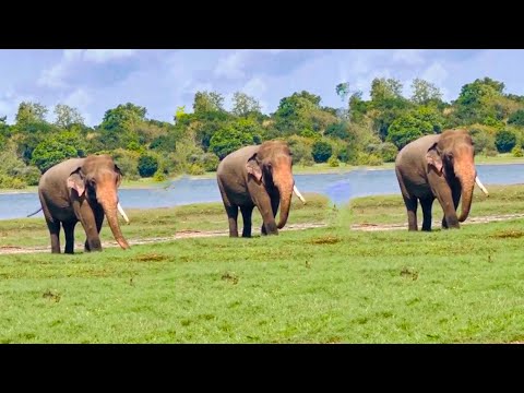 Sumedha, who came to Minneriya with a single tooth මින්නේරියට පැමිණි සුමේධ Elephant Soul #everyone