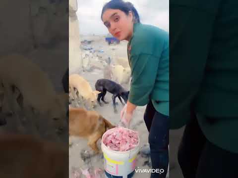 #اكسبلور #fypシ゚viral #كلاب_مضحكة #عشقالطبيعه #كلاب #تيك_توك #funny #كلبي #animals #pets