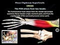 Flexor Digitorum Superficialis Anatomy