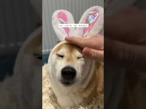 so cute im angry 3