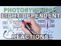 Light-Dependent Reactions of Photosynthesis