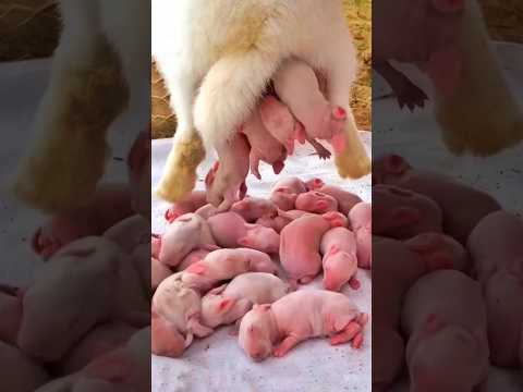 Rabbit Growth - 5 Baby Rabbits 1 To 17 Days