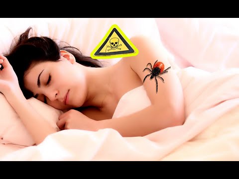 Animales que Te Picaran en Verano – 5 Animales Peligrosos en Verano