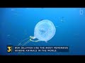 Jellyfish Facts and Trivia