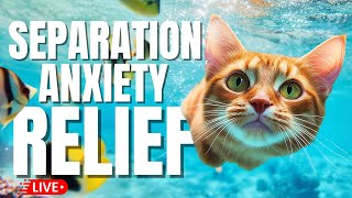 🔴[LIVE] Soothing Cat Music 🎵 Calming Lullabies for Cats🐱 🎵 Aquarium + Fish Footage for Peace 💤