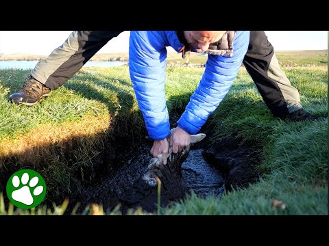 Kind man pulls lamb out of muddy bog and watches beautiful reunion with mama sheep