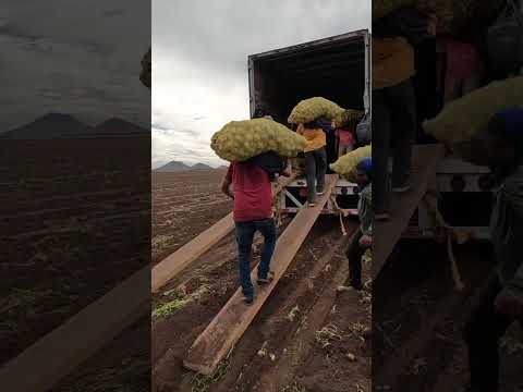 Cargando Papa en el Valle del Mayo ??✔️#villajuarezsonora #campo #sonoramexico #agricultura