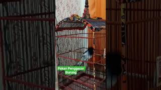 voer Penggacor burung #shortsvideo
