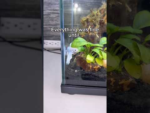 Everything was fine until I noticed this..