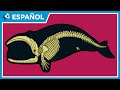 Evidencia de la Evolución