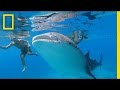 Conservación del Tiburón Ballena