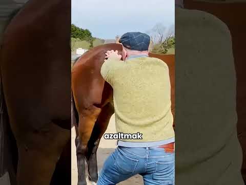 Atların Eklem Çıkığı Nasıl Düzeltilir?