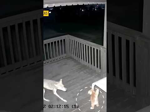 শিয়ালের আক্রমণে বিড়ালটি যা করলো 😱 #shorts #cat #vs