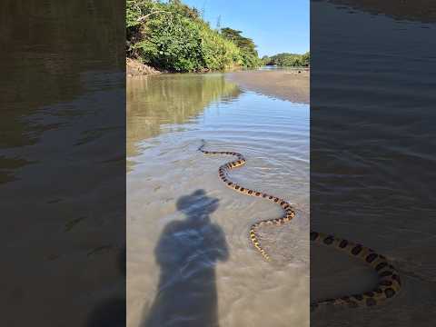 Anaconda 🐍gigante 😱 casi se come el caballo 🐴 😳✍️
