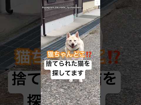 誰かが猫を捨てた瞬間を目撃‼️無事でいて欲しい　#保護犬　#犬　#猫　#ねこ #犬のいる暮らし