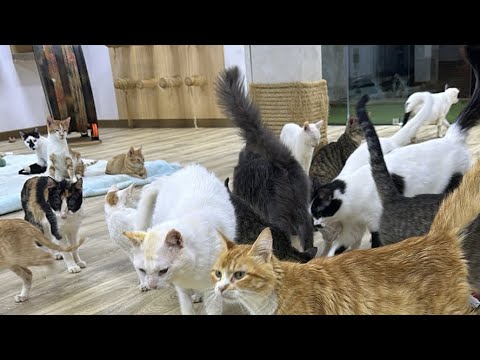 Feeding Street Cats with short livestream