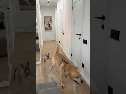 Кот решил погонять собаку😁