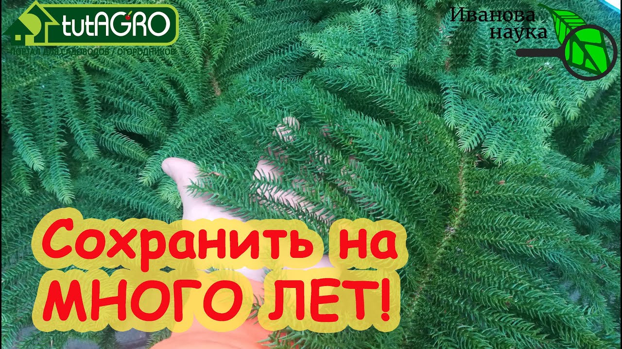 Ели, сосны, пихты - сохраняем на долгие года! Купили дерево в кадке? Вот как надо его приживлять!