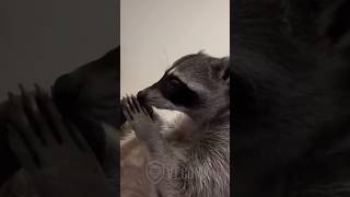 Raccoon Smells His Butt... Instantly Regrets It 🤢